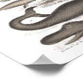 Poster Histoire naturelle vintage Mammifères (Coin)