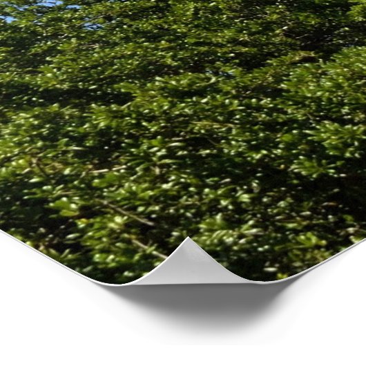 Poster Historique St Augustine, Phare de Floride (Coin)