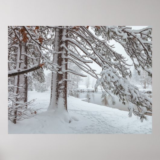 Poster Hiver blanc (Devant)