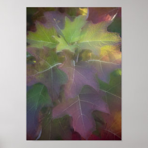 Poster Hiver Coloré Feuilles de chêne Hydrangea