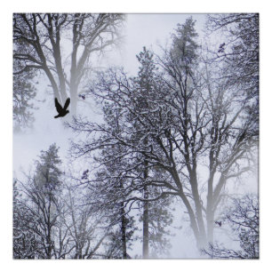 Poster Hiver Corbeau...