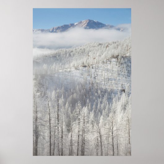 Poster Hiver dans la forêt nationale de Pike (Devant)