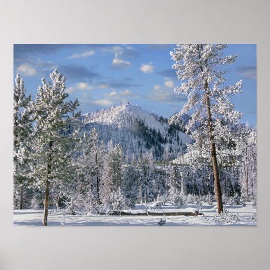 Poster Hiver dans le parc national de Yellowstone, Wyomin (Devant)