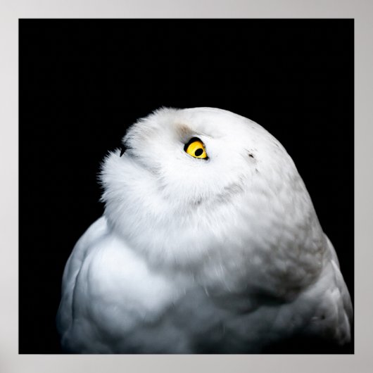 Poster Hivernal Chouette blanche (Devant)