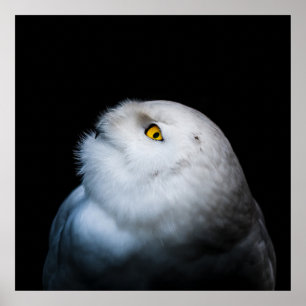 Poster Hivernal Chouette blanche