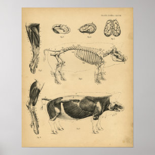Poster Hog Pig Skeleton Anatomy 1908 Vintage Print