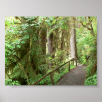 Poster Hoh Valley Rainforest Trail
