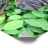 Poster Hoja de Yagrumo seca sobre grame verde (Coin)