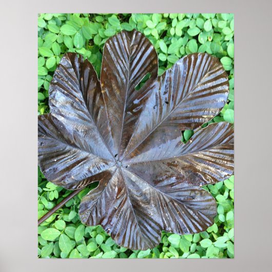 Poster Hoja de Yagrumo seca sobre grame verde (Devant)