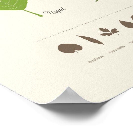 Poster Hojas de Árbol (Coin)