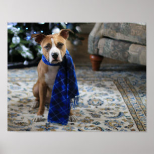 Poster Holiday Cheer from Pit Bull Rescue Dog