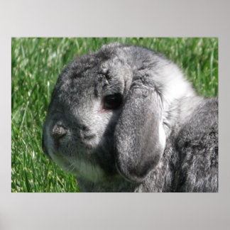 Poster Holland Lop