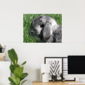Poster Holland Lop (Bureau à domicile)