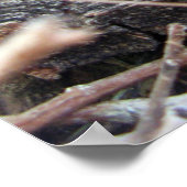 Poster Holland Lop (Coin)