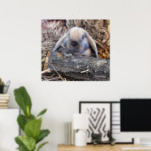 Poster Holland Lop (Bureau à domicile)