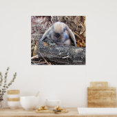 Poster Holland Lop (Cuisine)