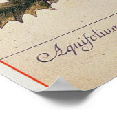 Poster Holly de 'A Curious Herbal', 1782 (Coin)