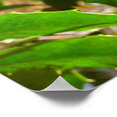 Poster Holly Feuilles II Vacances Nature Botanique (Coin)