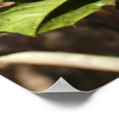 Poster Holly Leaves (Coin)