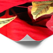 Poster Holly Point Poinsettias vacances Floral (Coin)