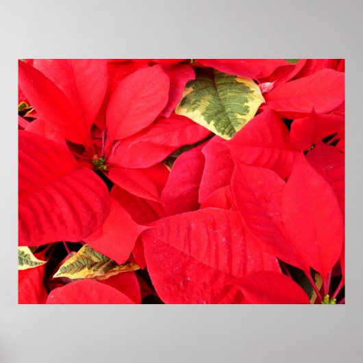 Poster Holly Point Poinsettias vacances Floral (Devant)