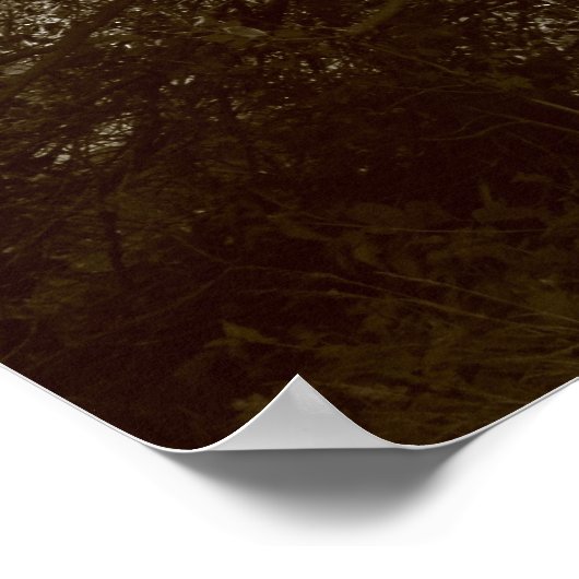 Poster Holly Tree - Sepia (Coin)