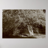 Poster Holly Tree - Sepia (Devant)
