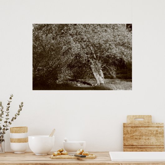 Poster Holly Tree - Sepia (Cuisine)