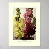 Poster Hollyhocks (Devant)