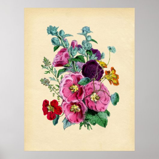 Poster Hollyhocks botaniques vintages (Devant)