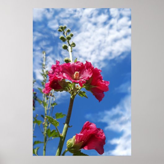 Poster Hollyhocks fleur, Alcea Rosea (Devant)