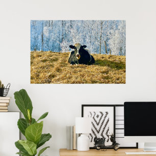 Poster Holstein Calf sur Frosty Alberta Matin