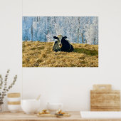 Poster Holstein Calf sur Frosty Alberta Matin (Cuisine)