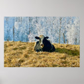 Poster Holstein Calf sur Frosty Alberta Matin (Devant)