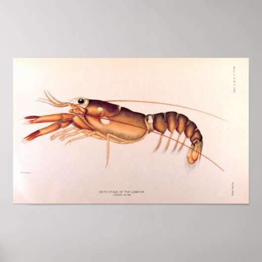 Poster Homard (Devant)