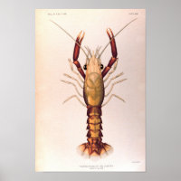 Homard à la quatrième étape