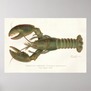 Poster Homard américain - Sherman Denton Fish Lithograph