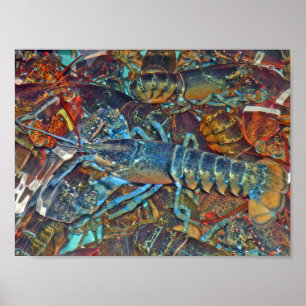 Poster Homard bleu, Maine