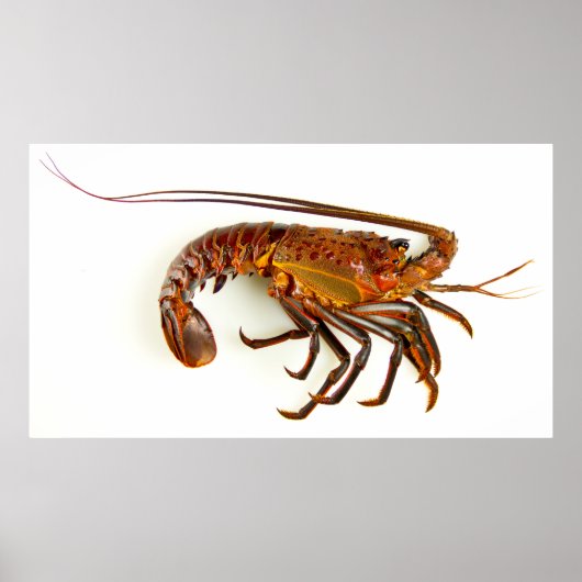 Poster Homard de Californie (Devant)
