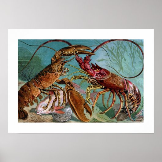 Poster Homard et Langoustine (Devant)