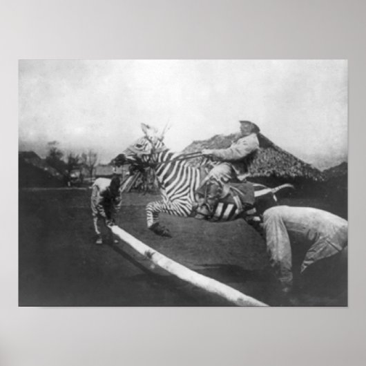 Poster Homme à cheval Zebra Saut de clôture Photographie (Devant)