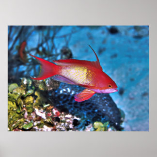 Poster Homme Anthia