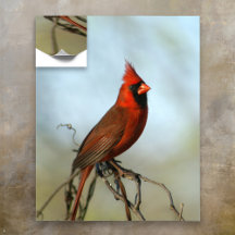 Homme Cardinal du Nord