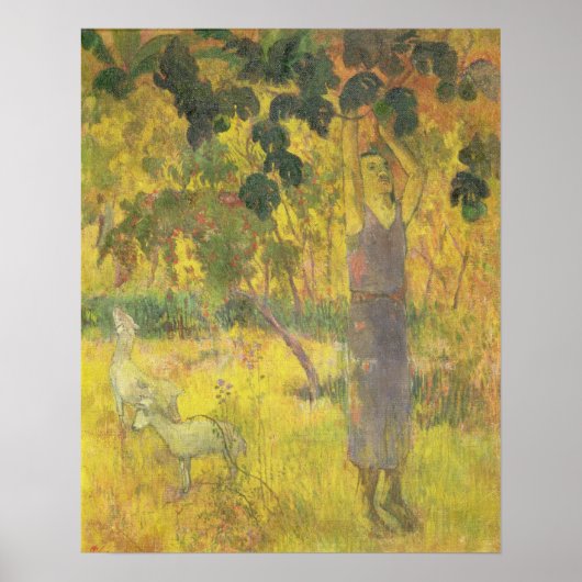 Poster Homme cueillant des fruits d'un arbre, 1897 (Devant)