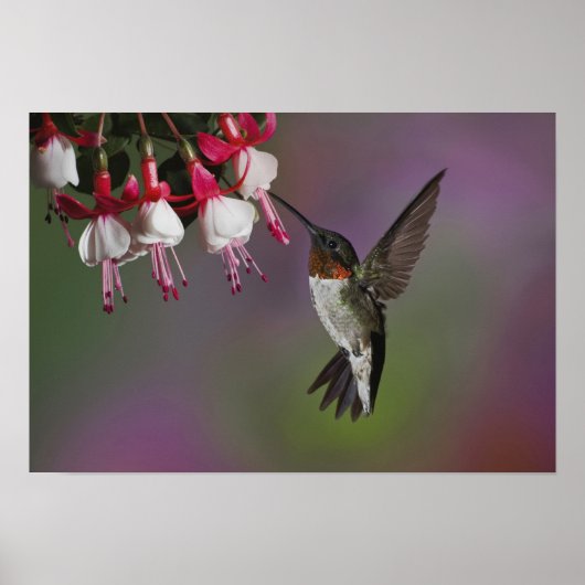 Poster Homme Ruby gorge colibri, Archilochus (Devant)