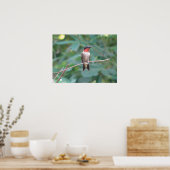 Poster Homme Ruby Throsé Colibri (Cuisine)