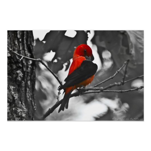 Poster Homme Scarlet Tanager (Devant)
