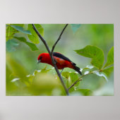 Poster Homme Scarlet Tanager dans le vert d'été (Devant)