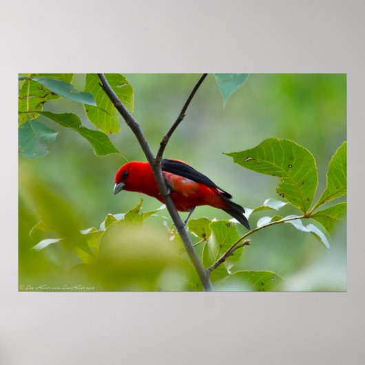 Poster Homme Scarlet Tanager dans le vert d'été (Devant)