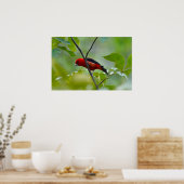 Poster Homme Scarlet Tanager dans le vert d'été (Cuisine)